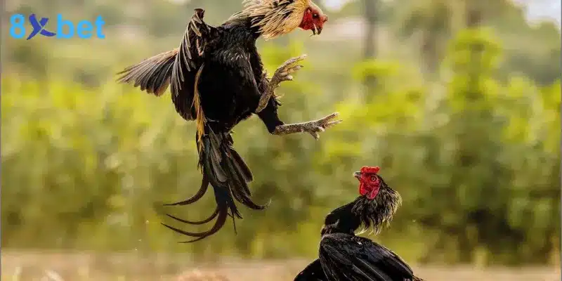 Bí Quyết Cá Cược Đá Gà Thomo Tăng Cơ Hội Chiến Thắng 4 Cách tính điểm trong giải đấu đá gà Thomo