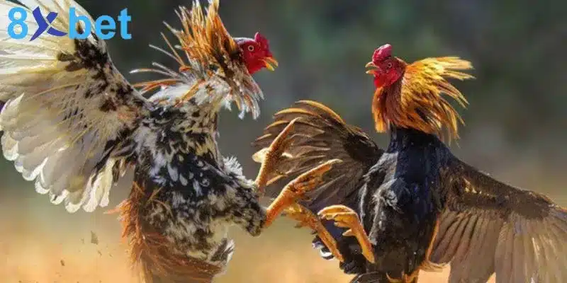 Đá gà trực tiếp - Giải trí kịch tính và đổi đời nhanh chóng 5 Cần nắm rõ luật đá gà trực tiếp để có phương án cá cược thích hợp